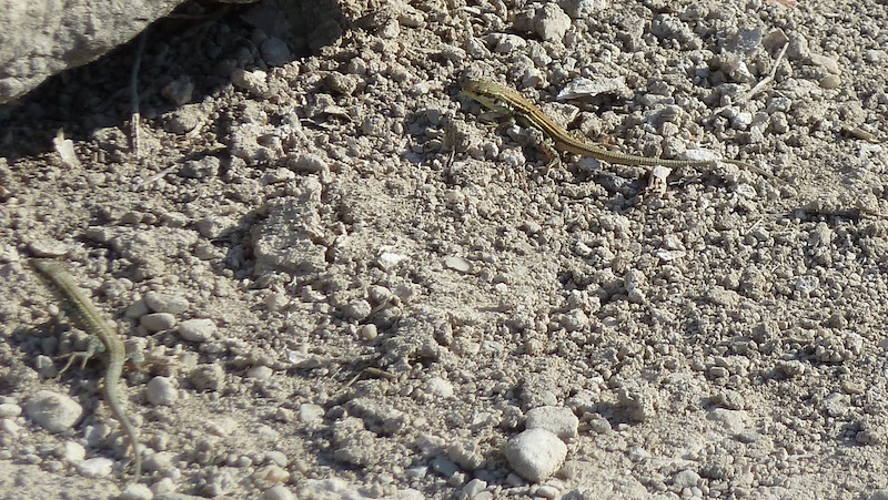 Lizard 2.JPG